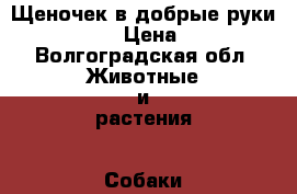 Щеночек в добрые руки)))))) › Цена ­ 1 - Волгоградская обл. Животные и растения » Собаки   
